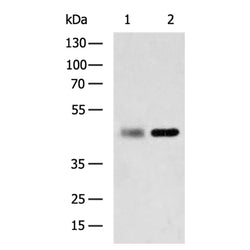 ACTIN(Plants) rabbit polyclonal antibody