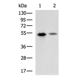 HA Tag rabbit polyclonal antibody