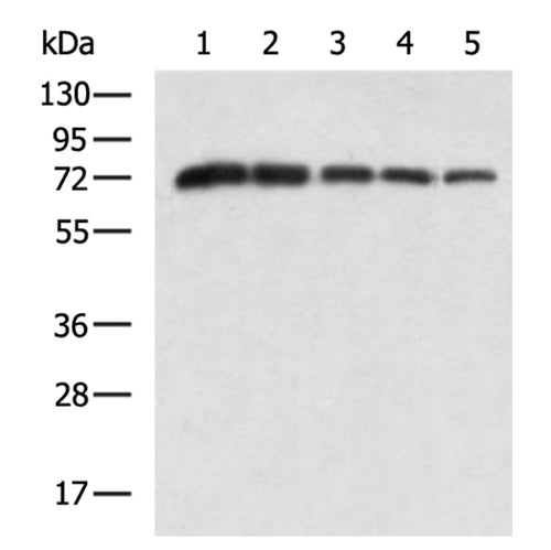 DDX4 rabbit polyclonal antibody