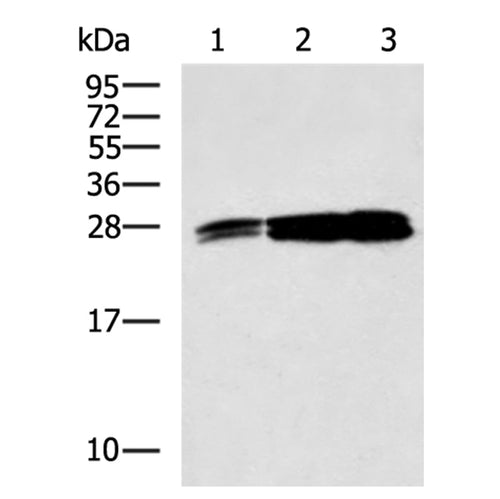 YWHAE rabbit polyclonal antibody