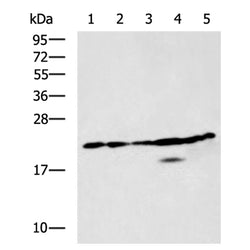 BAX rabbit polyclonal antibody