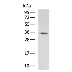 CASP3 rabbit polyclonal antibody