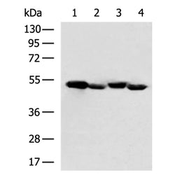 TP53 rabbit polyclonal antibody