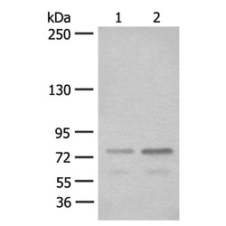 STAT4 rabbit polyclonal antibody