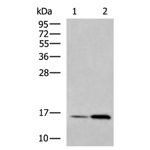 COX6B1 rabbit polyclonal antibody