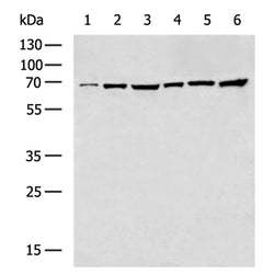 SMAD4 rabbit polyclonal antibody