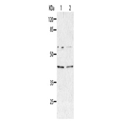 AIMP2 rabbit polyclonal antibody