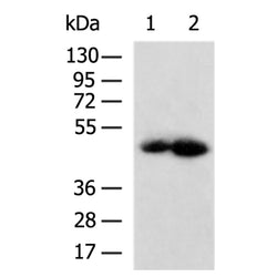 IL13RA1 rabbit polyclonal antibody