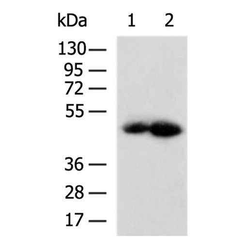 IL13RA1 rabbit polyclonal antibody