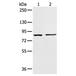 AAK1 rabbit polyclonal antibody