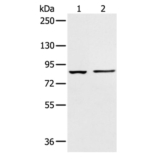 AAK1 rabbit polyclonal antibody