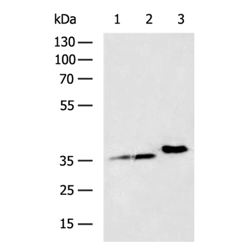 ADORA3 rabbit polyclonal antibody