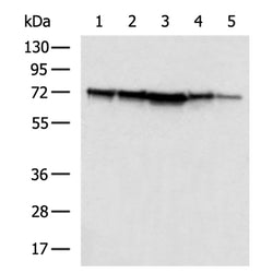 AIFM1 rabbit polyclonal antibody