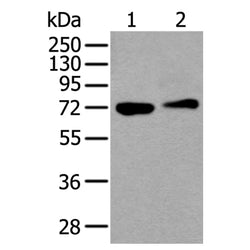 ANGPT1 rabbit polyclonal antibody