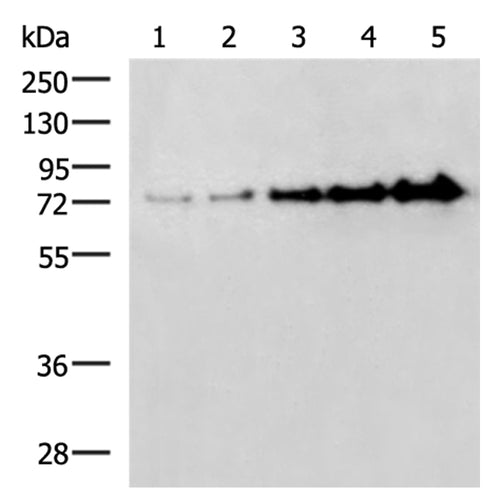BSA rabbit polyclonal antibody