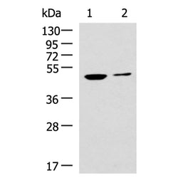 CDC20 rabbit polyclonal antibody
