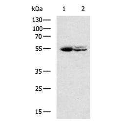CYP1A1 rabbit polyclonal antibody