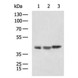DCN rabbit polyclonal antibody