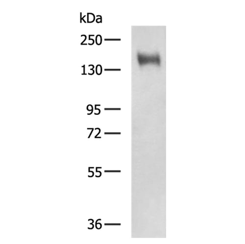 EGF rabbit polyclonal antibody