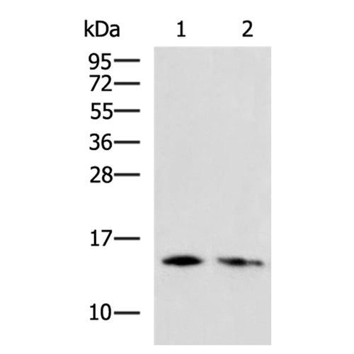 FABP7 rabbit polyclonal antibody