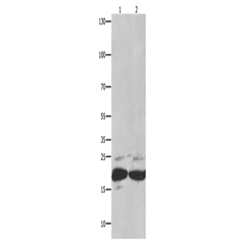FADD rabbit polyclonal antibody