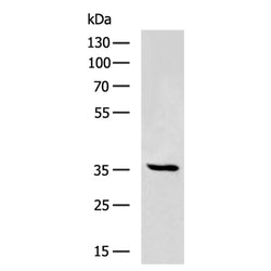 FGL1 rabbit polyclonal antibody