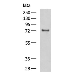 FSHR rabbit polyclonal antibody