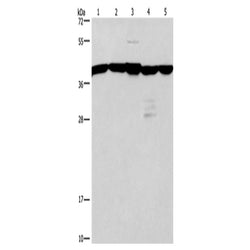 GNA13 rabbit polyclonal antibody