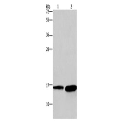 HINT2 rabbit polyclonal antibody