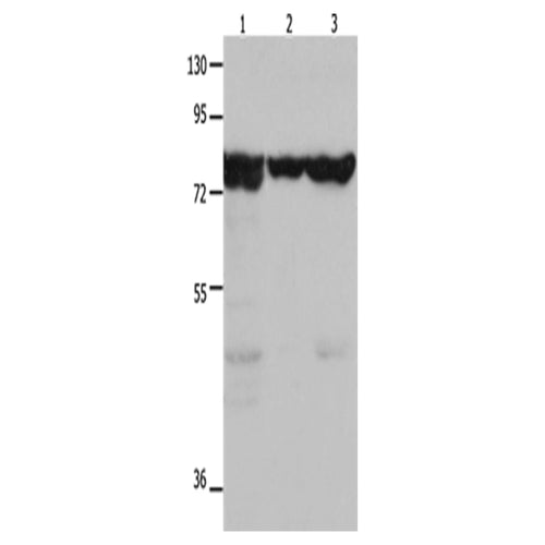 TRAP1 rabbit polyclonal antibody