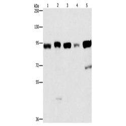 IMMT rabbit polyclonal antibody
