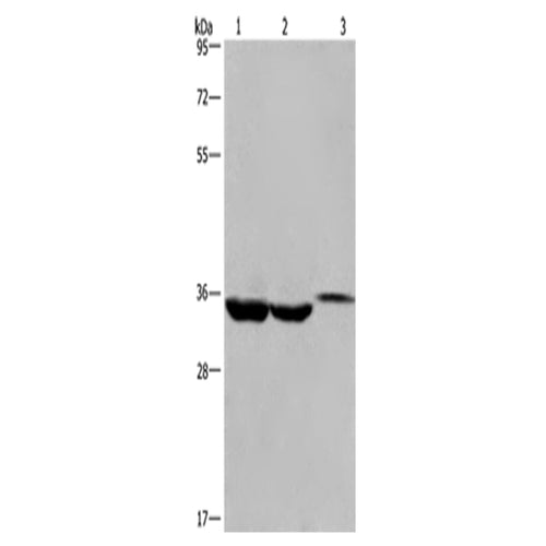 ING2 rabbit polyclonal antibody