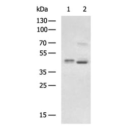 IRF9 rabbit polyclonal antibody