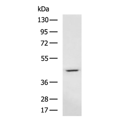 LAIR1 rabbit polyclonal antibody