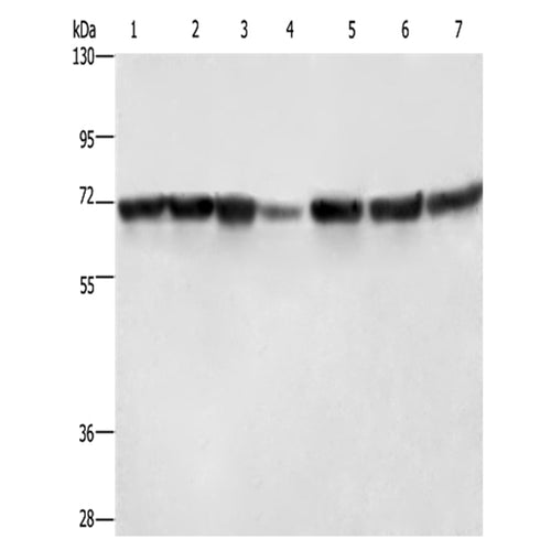 LMNB1 rabbit polyclonal antibody