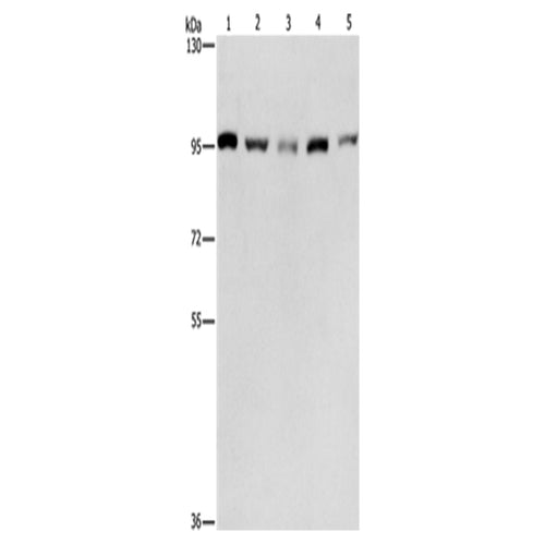 MCM5 rabbit polyclonal antibody