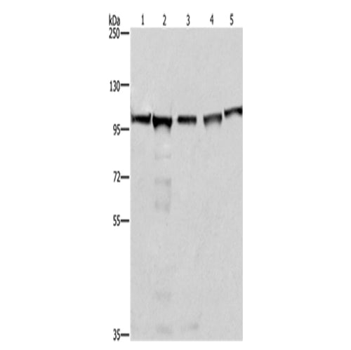 MCM6 rabbit polyclonal antibody