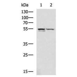 TNFRSF11B rabbit polyclonal antibody