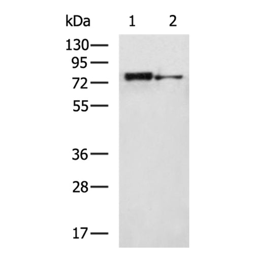 SIRT1 rabbit polyclonal antibody