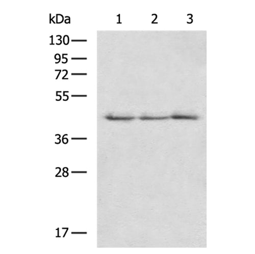 SIRT3 rabbit polyclonal antibody
