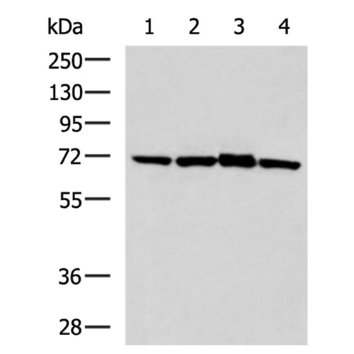 SOCS6 rabbit polyclonal antibody