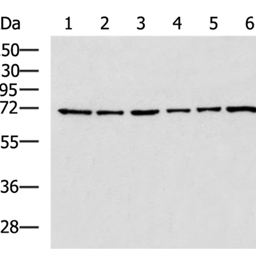 SPDL1 rabbit polyclonal antibody