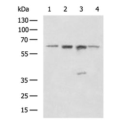 FZD4 rabbit polyclonal antibody