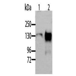 AOX1 rabbit polyclonal antibody