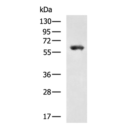 AMIGO2 rabbit polyclonal antibody