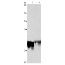 AUP1 rabbit polyclonal antibody