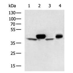 APOBEC3G rabbit polyclonal antibody