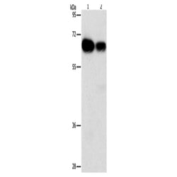 ARHGEF5 rabbit polyclonal antibody