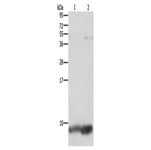 FXYD1 rabbit polyclonal antibody