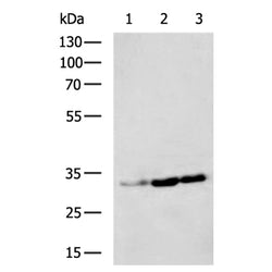 MPG rabbit polyclonal antibody